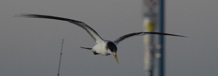 Tern crested 002.JPG